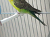 Two females of black wing budgies