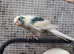Three Kakariki siblings