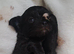 3 boys now available Long coat chihuahua pups Ready 9th July