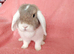 Selection of mini lop babies available