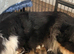 Pedigree Sable & White Rough Collie Female Puppy - Ready Now