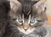 Chunky Loveable Maine Coon