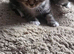 3 Sweet British Shorthairs