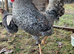 Crested Cream Legbar blue egg layers chick & hatching eggs available