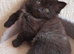 Beautiful Ragdoll Mix Kittens.Ready 9th September