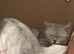 6 Beautiful British Shorthair Kittens –