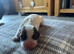 Miggers pups