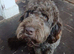 English springer spaniel and labdoodle
