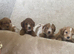 F1 cockerpoo puppies
