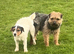 Jack Russell x Border terrier