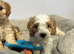 Gorgeous Cavapoochon puppies
