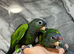 Hand-Rearing Baby Super Tame Cuddly Blue Headed Pionus