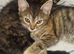 2 kittens girls