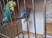 Budgies With a cage for sale