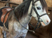 Lead rein pony