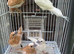 Zebra Finches