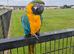 Blue & Gold Macaw