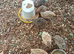 Quails, hatching eggs and chicks for sale