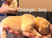 Labrador puppies