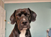Lovely dog