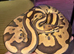 X5 Royal pythons plus Snake rack
