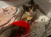 Sugar gliders