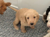 Australian labradoodles
