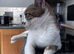 Tabby x needs loving home