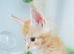 Beautiful Maine Coon Kittens