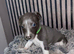 Wippet puppies for sale x5 Boys x1 Girl