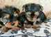 Pedigree Pure Yorkshire Terrier puppies