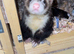 Hob ferret