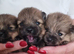 Pomeranian puppies