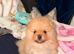 Kc pomeranion puppies