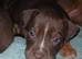 Rottweiler x mastiff