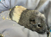 2 girls to rehome. £15 each 1 Adult boy £5 ready to go. Available now