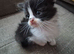 Cross ragdoll