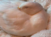 Male Peking Duck hatched March 2026