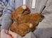 6 Baby boys California guinea pig ip3