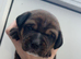 1 LEFT sausage/spaniel pups