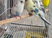 Pied budgies 3 to 4 months