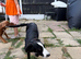 Pup for rehoming