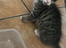 4 kittens for sale