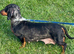 For sale Bella 4years old dashund girl