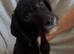 Absolutley gorgeous Cockapoo x puppies vaccinated