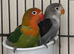 2 baby lovebirds