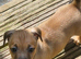 Jack russell puppy READY