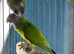 Babys Senegal parrots