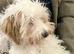 Poodle x Coton de Tulear puppies