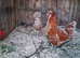 Bearded Chamois Poland Hatching eggs